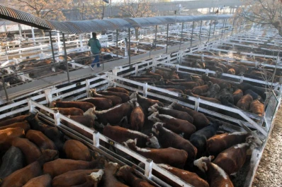 Crece el stock de ganado porque afloja la retención
