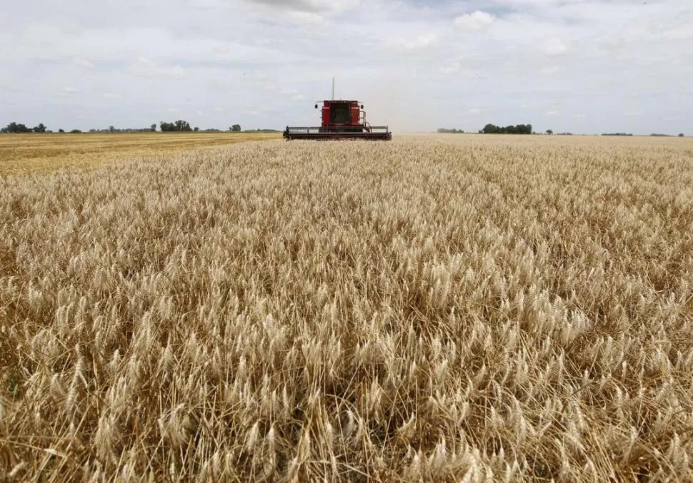 RESISTENCIAS Y RENDIMIENTOS. Las investigaciones permitirían obtener variedades de trigo que se adapten a distintas demandas ecológicas y ambientales. 