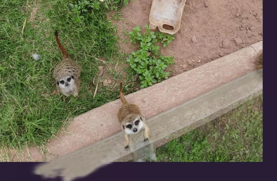 MUY CURIOSAS. Dos de las tres suricatas que llegaron al zoológico observan inquietas la lente de la cámara que las retrata. LA GACETA / FOTOS DE JORGE OLMOS SGROSSO