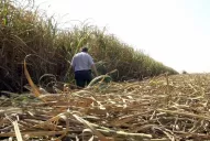Habrá pérdidas en caña y una menor producción de azúcar