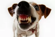 Mascotas: Cinco consejos para convivir en paz