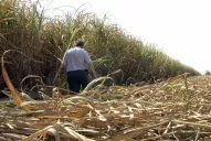 Cañeros estiman pérdidas de hasta el 100% por la sequía