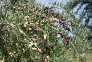 Se duplicará la producción de olivo para consolidar al país como exportador mundial