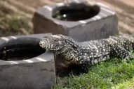 ¿Te comerías un asado de Tupinambis Merianae?