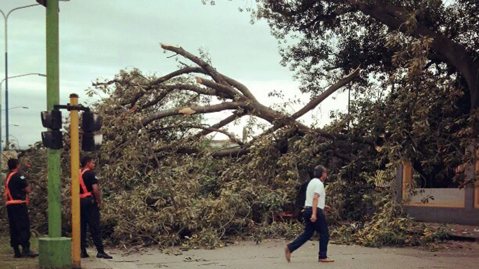 PASO CORTADO. Alrededor de las 19 se derrumbó la enorme rama del árbol. LA GACETA / FOTO DE ALVARO MEDINA