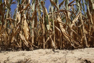 Cerró un año con balance negativo para la agricultura argentina