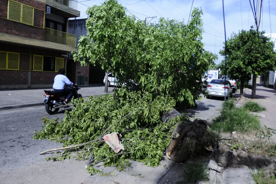 REPETIDO. Es el sexto árbol caído en una semana. LA GACETA / FOTOS DE ANALIA JARAMILLO