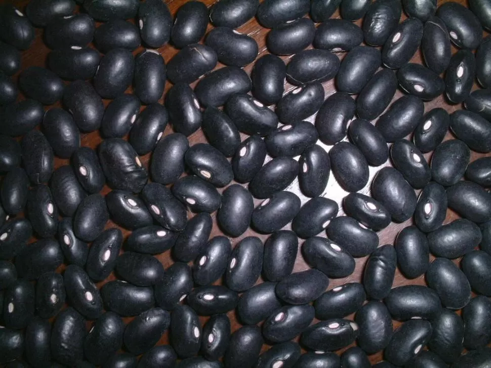 NUEVO RUMBO. El agricultor puede volcarse al poroto negro, pero faltarían semillas en cantidad y calidad  