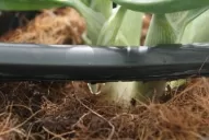 Y ahora, ¿quién me regará las plantas?