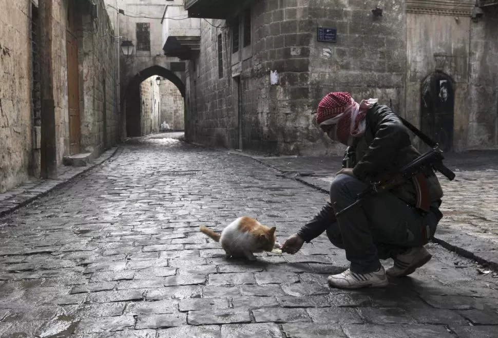 UN ALTO EN LA LUCHA. Un miliciano rebelde alimenta a un gato en Alepo, uno de los frentes de batalla.  REUTERS