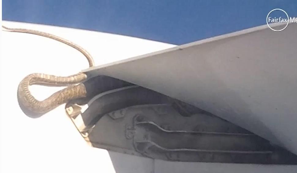 ATRAPADA. La serpiente se encontraba atorada en el avión. CAPTURA DE VIDEO