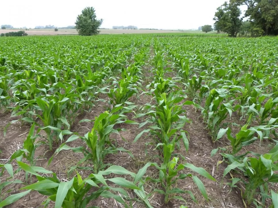 QUEDA TIEMPO PARA SEGUIR CRECIENDO. Hay plantaciones con maíz, en varios puntos de la provincia, que se vieron beneficiadas con las lluvias de los últimos días, porque se potenció su desarrollo vegetativo.  