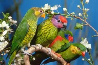 Las aves que se compran alegremente en la calle pueden acarrear una gravísima neumonía atípica