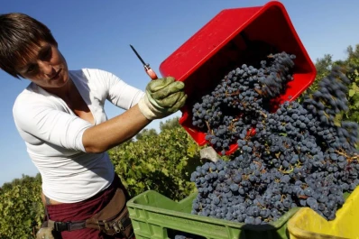En Cuyo, faltan cosecheros para levantar la uva y las aceitunas