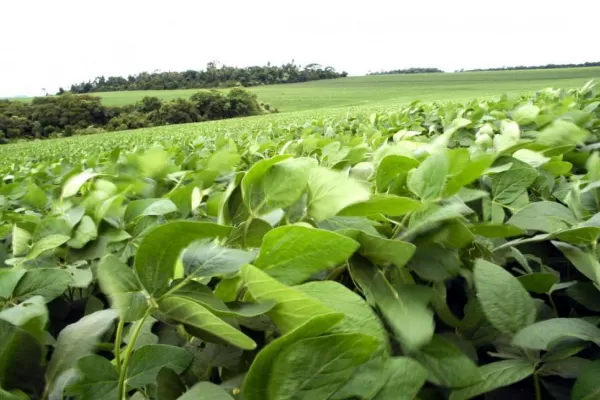 El USDA estima que en América del Sur habrá una buena cosecha de soja, pero hay que esperar