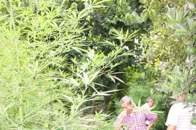 El Gordo Exequiel tenía más de 80 plantas de marihuana