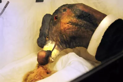 Nació un pichón de Cóndor Andino en el zoológico de Buenos Aires