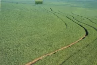 Las precipitaciones de enero mejoran el panorama de crecimiento en los cañaverales tucumanos