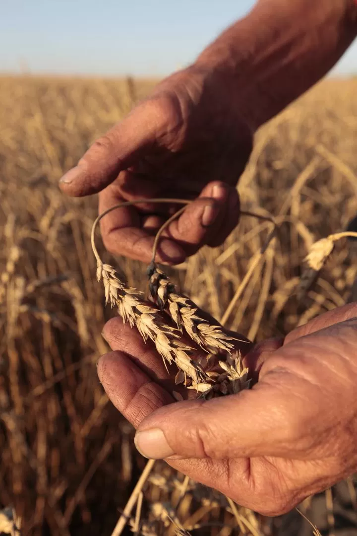 BAJA PREVISIÓN. La sequía amenaza al futuro de la cosecha de trigo. REUTERS