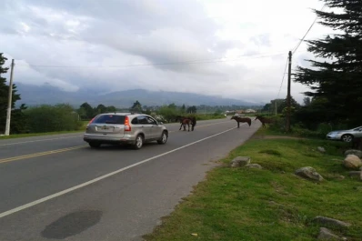 Los animales sueltos invadieron la ruta a 100 metros de la comisaría de Tafí del Valle