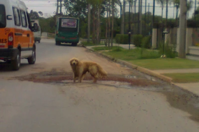 ¿Pileta para perros?