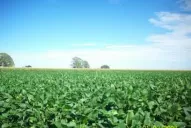 Rotar los cultivos sigue siendo una estrategia importante para enfrentar la falta de lluvia