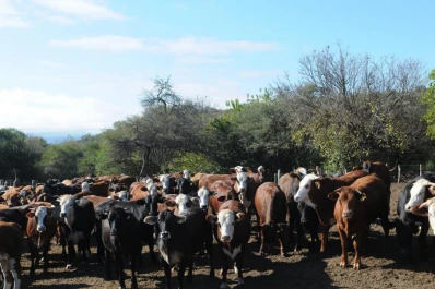 La suba de los costos pone en apuros a los productores ganaderos