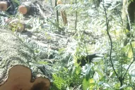 El reglamento, deuda del PE para con el bosque