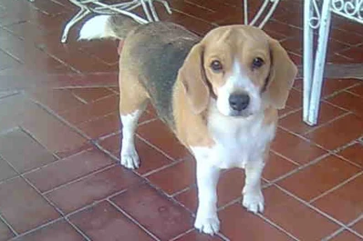 ¿ Alguien vio a Fiona?