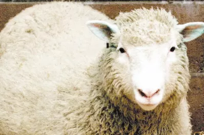 Dolly abrió la puerta a la clonación de mamíferos