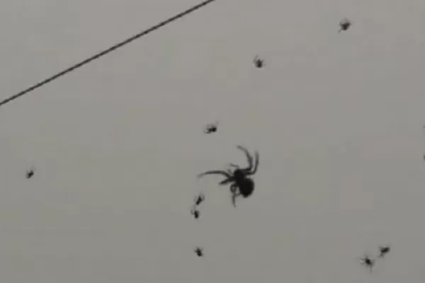 Lluvia de arañas en Brasil