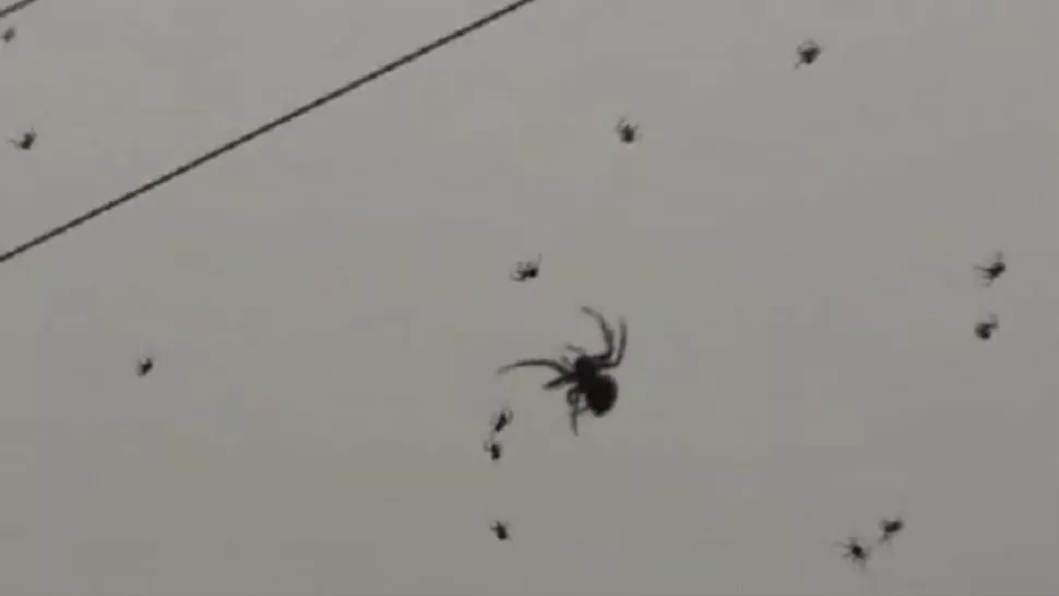 SORPRESA. Las arañas invadieron los postes de luz. CAPTURA DE VIDEO