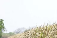 Los cañaverales del este y sur provincial, los más perjudicados