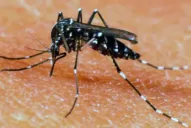 Detectaron el primer caso de dengue en La Rioja