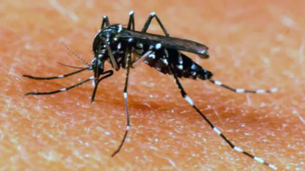 MEDIDAS. En La Rioja y en Córdoba se extremaron los cuidados para combatir al mosquito que provoca el dengue. WORDPRESS.COM