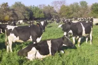 Los lecheros trabajan entre las ganas de mejorar y el desánimo