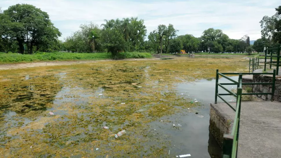 A PESAR DE LA BASURA. La proliferación de algas es un buen síntoma: indica que el agua no está contaminada. LA GACETA / FOTO DE INES QUINTEROS ORIO