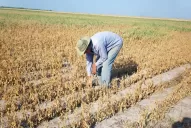 Los cultivos sufrieron el clima