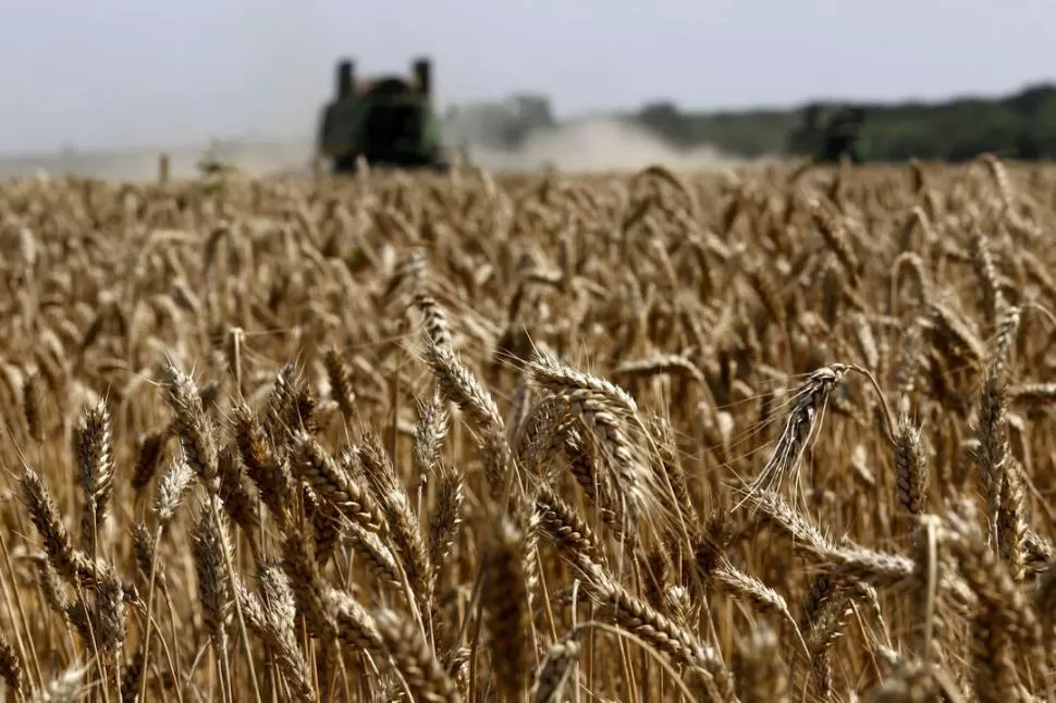 EN DESCENSO. Los exportadores prevén que los productores trigueros rusos verán en las pizarras cómo decrece el precio internacional del grano.   LA GACETA / ARCHIVO