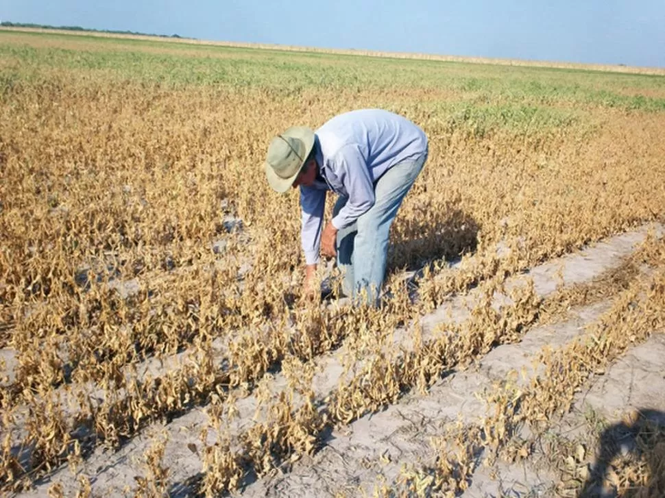 IMPACTO. La mayoría de los campos con soja muestran los daños que provocaron la sequía y el calor excesivo. COMPACTONEA.COM.AR 