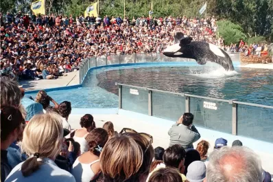 Quieren jubilar a la orca que hace piruetas pero el acuario no la libera