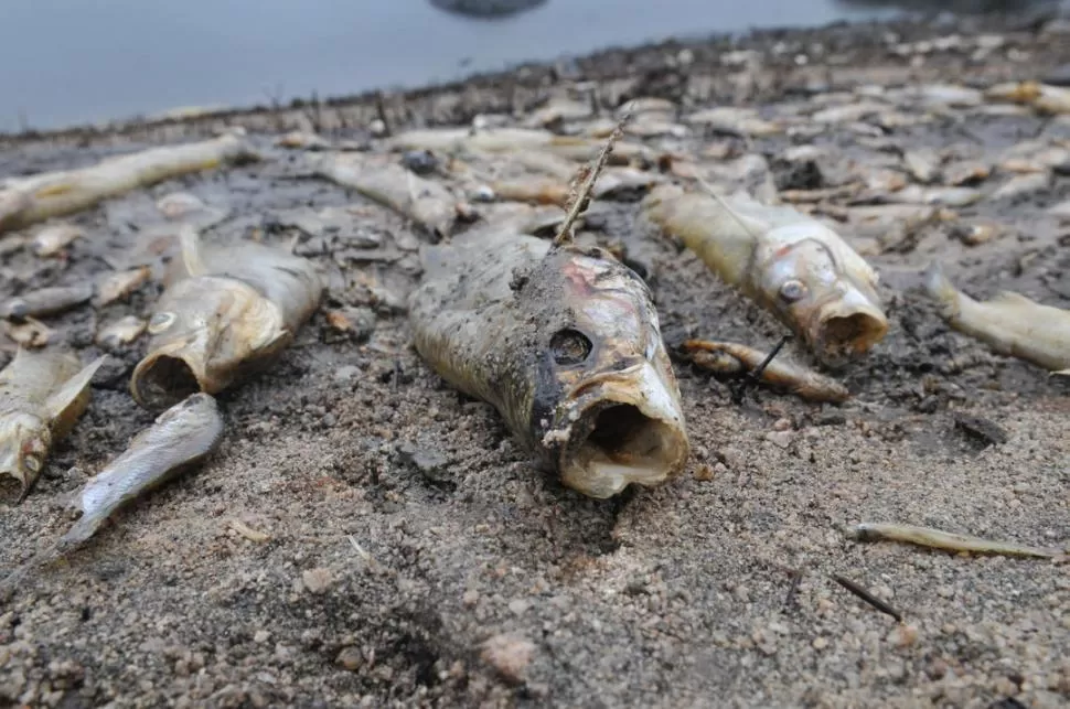 DESOLADOR. Cientos de peces aparecieron muertos a orillas del Marapa. LA GACETA / FOTO DE JORGE OLMOS SGROSSO (ARCHIVO)