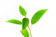 ¡A plantar Árboles por el día de los bosques!