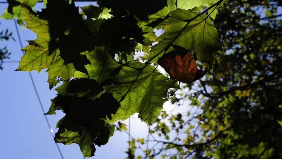 TIEMPOS DE CAMBIOS. Con la caída de las hojas, llega el frío. LA GACETA / FOTO DE JORGE OLMOS SGROSSO  