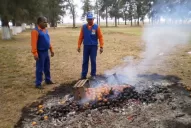 Afinoa: La citricultura está en alerta máxima
