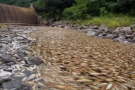 La mortandad de peces en El Diquecito genera alarma