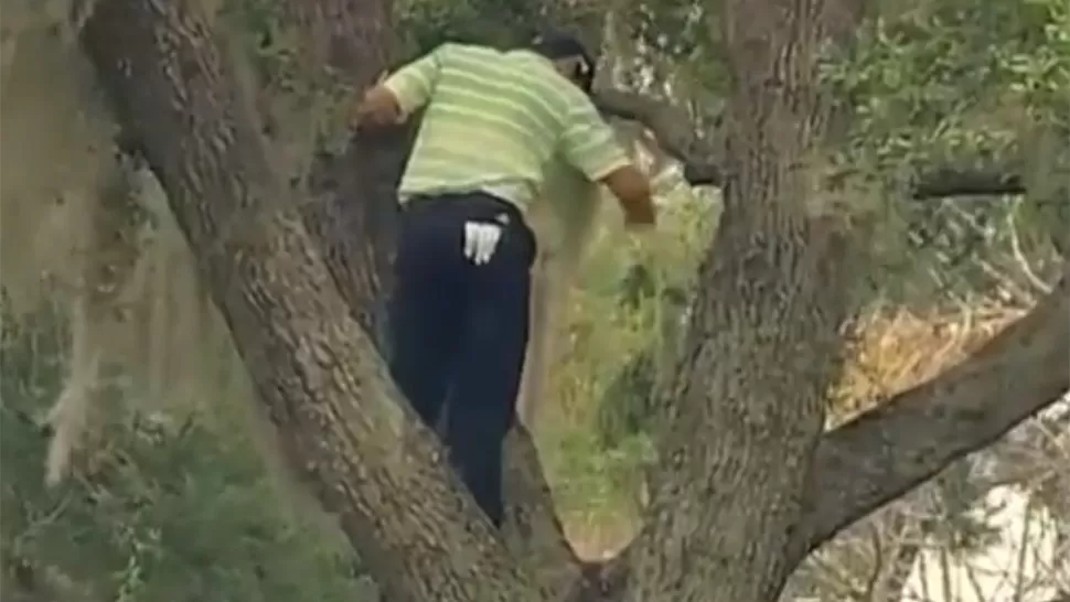 ESTADO FISICO. García, ni lerdo ni perezoso, se trepó al árbol para sacar la pelotita. CAPTURA DE VIDEO
