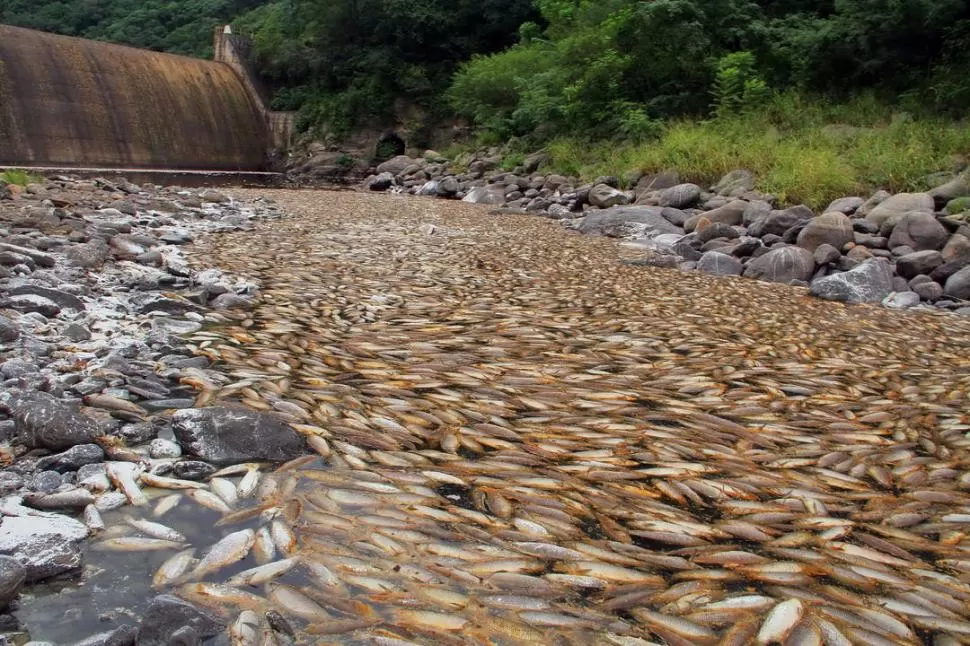 IMPRESIONANTE. La enorme cantidad de peces muertos formó una marea blanca y dorada que no registra precedentes en el sur tucumano. GENTILEZA HECTOR GALLO