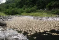 Rociaron con cal a los peces muertos en el río Marapa