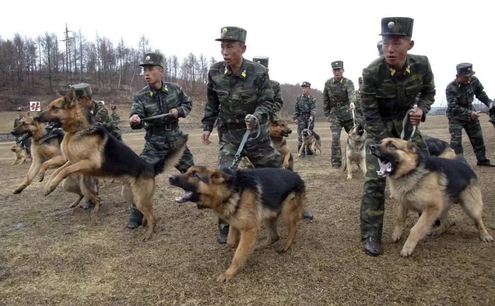 LUGAR DESCONOCIDO. Soldados norcoreanos entrenan a sus perros, según esta foto filtrada por un funcionario. REUTERS